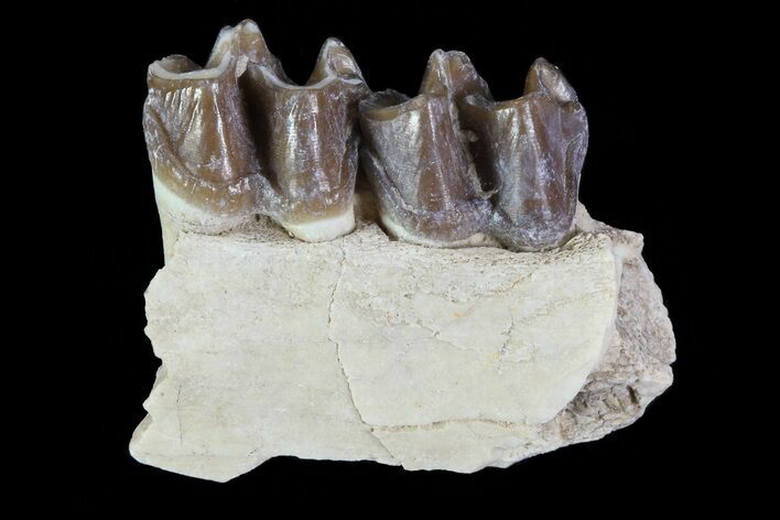 Oligocene Horse (Mesohippus) Jaw Section #81498